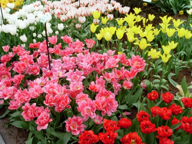 Amsterdam-Keukenhof-Brussel-Maastricht